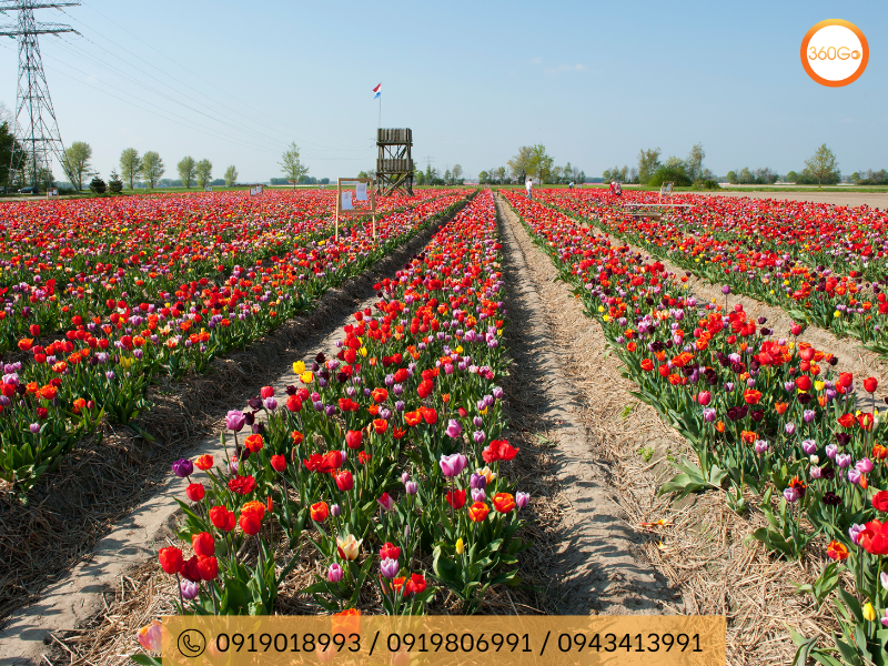 Hoa Tulip nở rộ vào mùa xuân - Du lịch 360Go 